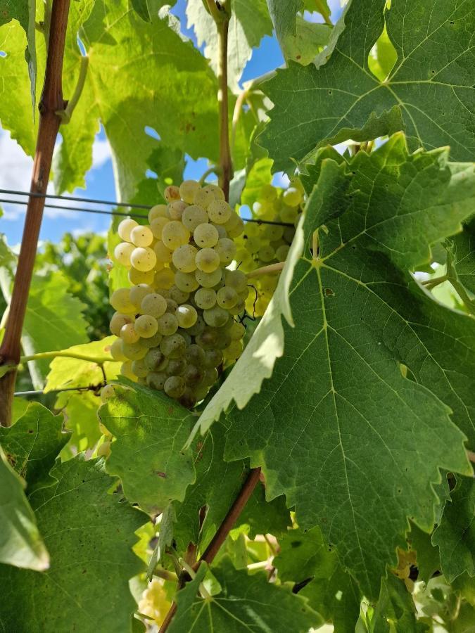 Escapade Entre Vignes Et Mer Corme-Royal Exteriör bild